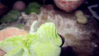 美味的五色饺子闹中秋做法图解4)