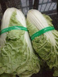 家常菜清炒白菜做法图解1)