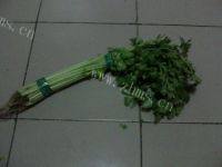 自己做的芹菜水饺做法图解2)