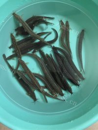 泥鳅粥做法图解5)