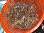 白灼虾做法图解3)