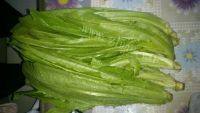 家常菜素炒油麦菜做法图解1)