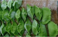 家常茼蒿水饺做法图解9)