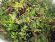 美味的生煎荠菜馄饨做法图解1)