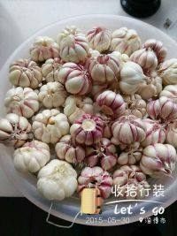 美味的腌糖蒜做法图解3)