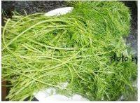自己做的茴香猪肉饺做法图解3)