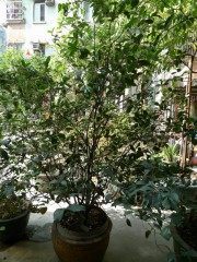 想念的桂花蜜做法图解1)