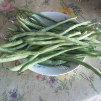 香喷喷的干煸四季豆做法图解1)