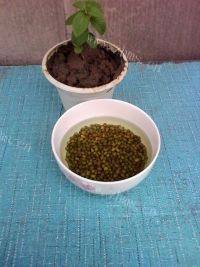 自制绿豆芽做法图解1)