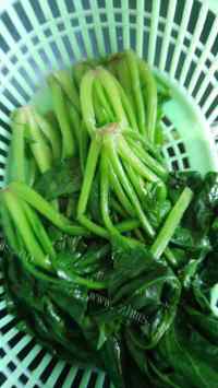美味的白灼菠菜做法图解4)