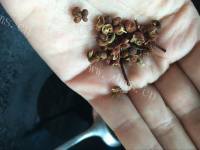 咸甜适中的酸菜鱼做法图解8)