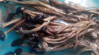 美味的茶树菇豆皮焖鸭做法图解2)