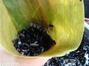 黑糯米粽子做法图解5)