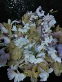 珍馐美味的花胶墨鱼炒芹菜做法图解6)