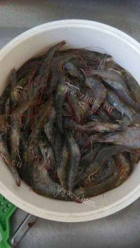 家常菜油爆虾做法图解1)