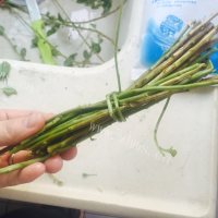枸杞叶排骨汤做法图解3)