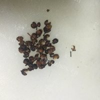 可口无肉版麻辣豆腐做法图解5)