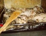 好吃不腻的香草烤鸭翅根做法图解4)