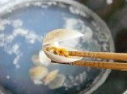 辣炒蛤蜊做法图解3)