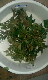 可口的酥香花椒芽做法图解1)