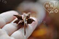 美味的花生猪脚做法图解11)