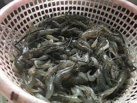 美味的油爆河虾做法图解1)