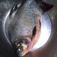 美味的蒸鲳鱼做法图解1)