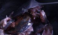最爱的鲶鱼炖豆腐做法图解5)