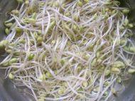 香飘的素炒豆芽做法图解1)