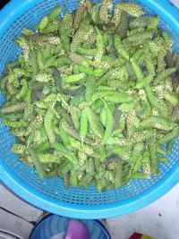 口感不错的蒸野菜做法图解2)