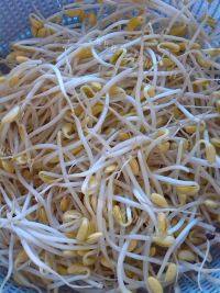 家常菜小炒豆芽做法图解3)