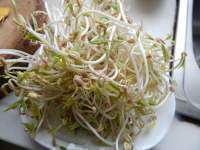 家常菜酸辣绿豆芽做法图解1)