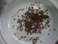 香甜美味的桂花条头糕做法图解2)