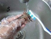 家常菜凉拌小龙虾做法图解5)