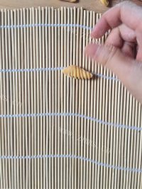 好吃的西红柿烩海螺面做法图解9)