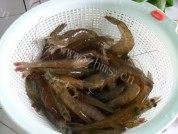 美味的水煮明虾做法图解5)