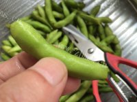 喷香的盐水毛豆做法图解1)