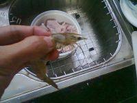 「念念不忘」白灼虾做法图解2)