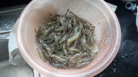 美味的盐水虾做法图解1)