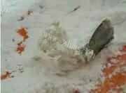 香脆的芝心虾球做法图解3)