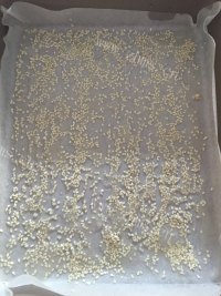 脆底蜂蜜小面包做法图解6)