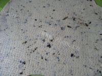 美味海苔苏打饼干做法图解15)