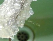 好喝的椰汁西米露做法图解5)