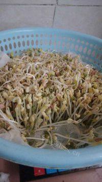 回味无穷的自发绿豆芽