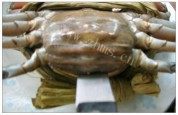 美味的红鲟蒸粉丝做法图解1)