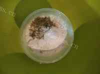 自制抹茶蜜豆小蛋糕做法图解4)