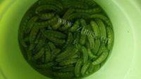 自制蒜香荷兰豆做法图解3)
