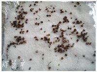 自制盐焗虾做法图解2)