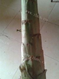 好吃的萝卜莴苣做法图解1)