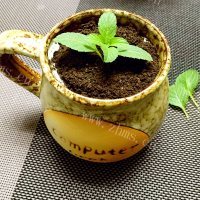 DIY盆栽奶茶